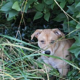 Carolina Dog Puppies from Williams Sweet Carolina
