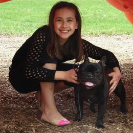 French Bulldog All Grown Up from Crestagard