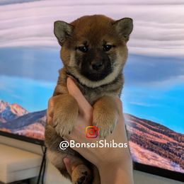 CAMI - Sesame female Shiba Inu puppy in Minnesota from BonsaiShibas
