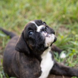 Boxer Puppies from VLH BOXERS
