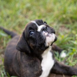 Boxer Puppies from VLH BOXERS