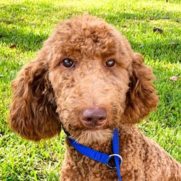 Coco - Goldendoodle