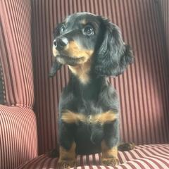 Gunner - Black and tan male Dachshund puppy in Arthur, Illinois from Chupp’s Puppies