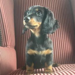 Gunner - Black and tan male Dachshund puppy in Arthur, Illinois from Chupp’s Puppies