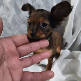 Russian Toy puppies from Chenier Russian toys