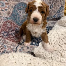 Goldendoodle puppies from Card Family Ranch
