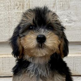 Bernedoodles, Goldendoodles, and Havapoos from Kruger Doodles