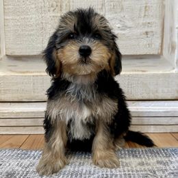 Bernedoodles, Goldendoodles, and Havapoos from Kruger Doodles