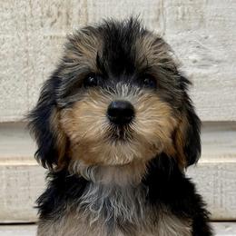 Bernedoodles, Goldendoodles, and Havapoos from Kruger Doodles