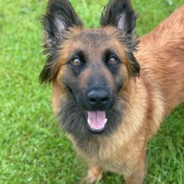 Lumi - Belgian Tervuren
