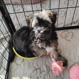 Jasper - Red sable male Havanese puppy in Kinston, North Carolina from Court Jester Havanese and Prissy Diva Russian Salon Dogs