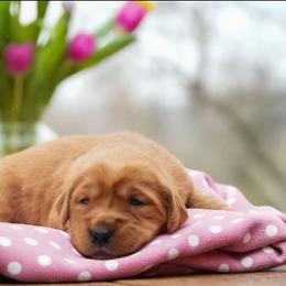 Nessie - Dark golden female Golden Retriever puppy in Saint Joe, Indiana from Golden Acres Farm