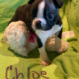 Chloe - Seal brindle and white female Boston Terrier puppy in Brown City, Michigan from Mae Boston Terriers