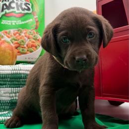 Light pink - Chocolate female Labrador Retriever puppy in Heath Springs, South Carolina from Rich Hill Retrievers