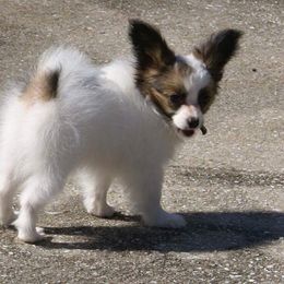 Papillon Puppies from Azure Papillons