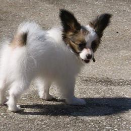 Papillon Puppies from Azure Papillons