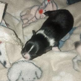 Boy 1 - Black tri male Toy Australian Shepherd puppy in Humansville, Missouri from Tater Tot aussies