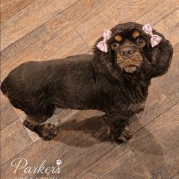 Patsy - Cocker Spaniel