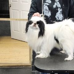 Japanese Chins from Windhaven Japanese Chin