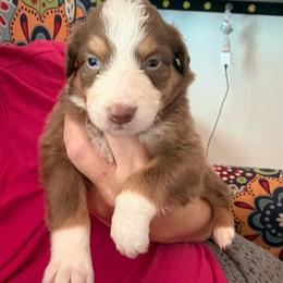 Jo - Red tri-color female Australian Shepherd puppy in Four Oaks, North Carolina from RoseWest Farms