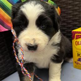 Salsa - Black tri-color female Australian Shepherd puppy in Tuftonboro, New Hampshire from Aussies Edge Farm