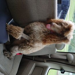 Poodle All Grown Up from Morris Prancing Poodles