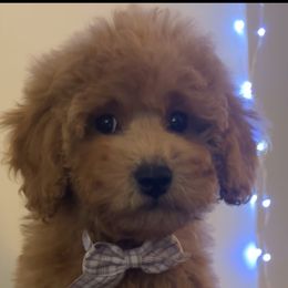 Zoey - Apricot female Poodle puppy in Waukegan, Illinois from LaPoodles