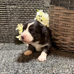 Baby girl 1 - Black tri female Toy Australian Shepherd puppy in Nickelsville, Virginia from Pecan Creek