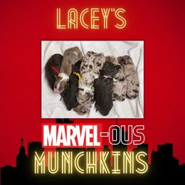 Aussiedoodle Puppies from Gore Doodle Ranch