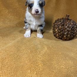 Blue Merle boy - Blue merle male Australian Shepherd puppy in Clinton, Tennessee from Liza’s Aussies & Poms