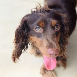 Millie - Dachshund