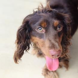 Millie - Dachshund