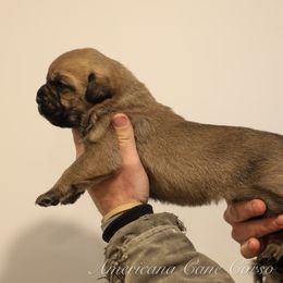Girl 1 - Fawn female Cane Corso puppy in Cable, Ohio from Americana Cane Corso