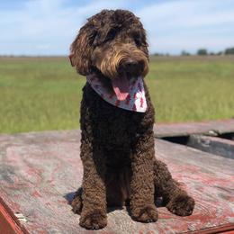 Australian Labradoodle All Grown Up from Chestnut Hill Australian Labradoodles