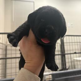 Green Black male 3 - Black male Labrador Retriever puppy in Menifee, California from The Golden Leash Kennels