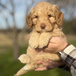 Boy 2 (reserved) - Caramel cream male Australian Labradoodle puppy in Waco, Texas from RainPuddle's Labradoodles