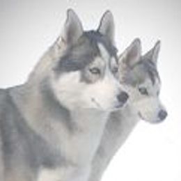 Siberian Huskies from Danson Siberians