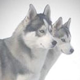 Siberian Huskies from Danson Siberians