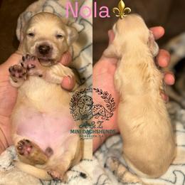 Girl 2 - Cream female Dachshund puppy in Hornbeck, Louisiana from A&Z Mini Dachshunds