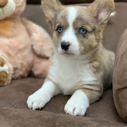 American Corgis, Cardigan Welsh Corgis, Dachshunds, and Pembroke Welsh Corgis from Dream Giver Corgis