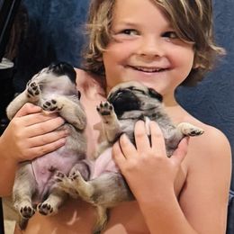 Boy 4 - Fawn male Pug puppy in Live Oak, Florida from Heartstring Pugs