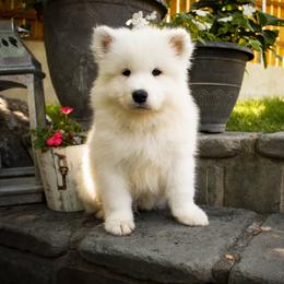Samoyed Puppies from Carriage Court Kennels