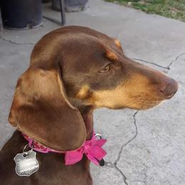 Coco - Dachshund