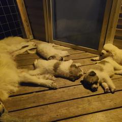 Anatolian Pyrenees and Goldendoodle Puppies from Up Shinn Creek
