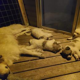 Anatolian Pyrenees and Goldendoodle Puppies from Up Shinn Creek
