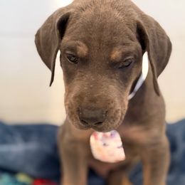 John - Blue male Great Dane puppy in Hutchinson, Kansas from Dappled Danes
