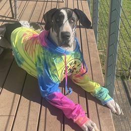 Great Danes from Heart 2 Heart Great Danes