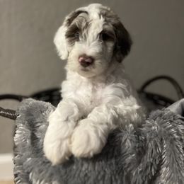 Aussiedoodle and Goldendoodle Puppies from Cuddly Doodles