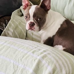 Fannie - Boston Terrier
