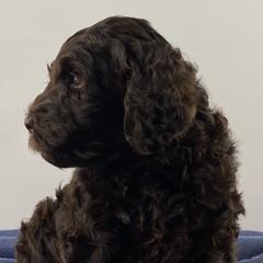 Boy 2 - Australian Labradoodle puppy in Maysville, Oklahoma from Southern Oklahoma Labradoodles